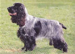 イングリッシュ・コッカー・スパニエル - ENGLISH COCKER SPANIEL