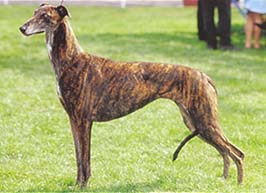 グレーハウンド - GREYHOUND