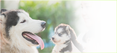 ＪＫＣ愛犬飼育管理士