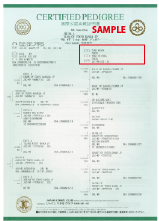 血統証明書・表面