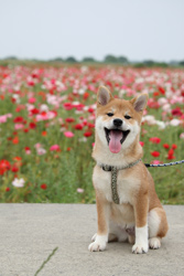 「初めてのお花畑」大橋 由美