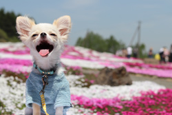 「初めての芝桜」大和田 恭代