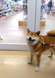 「今日はおもちゃもおやつも買いません」上関 敦