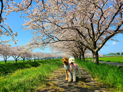「 桜街道」 尾形 伸枝