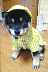 「梅雨」 小橋 隆さん