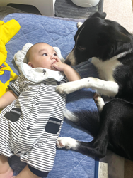 「お世話犬」 千葉 神楽さん