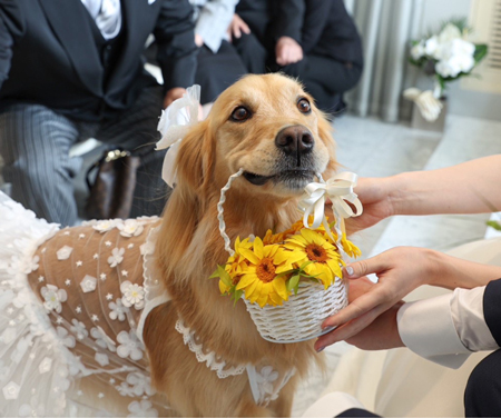 「持ってきたよ ※娘の結婚式でリングドッグ」佐藤 ゆかりさん