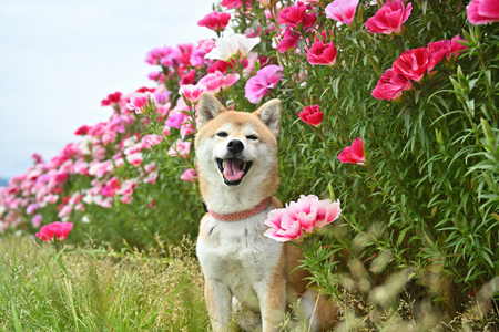 「お花と私」重田 征紀さん