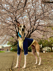 「桜のトンネルがきれいだね」内藤 旬子さん