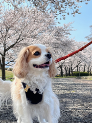 「満開の桜と」笠原 美絵さん
