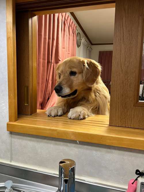 「ご飯まだ?!」稲邊 克仁さん