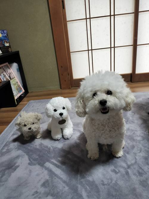 「ぼくがお兄ちゃん」宇井 梢さん