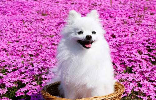 「お花畑の中✿ 楽しいね♪」二平 由美子さん