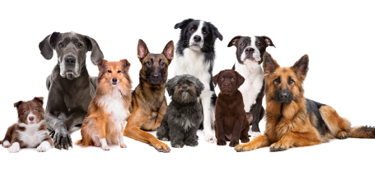 世界の犬